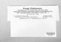 Gymnosporangium clavariiforme image